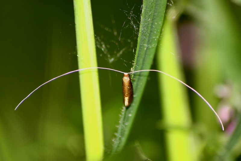 Lepidottero stranissimo da identificare